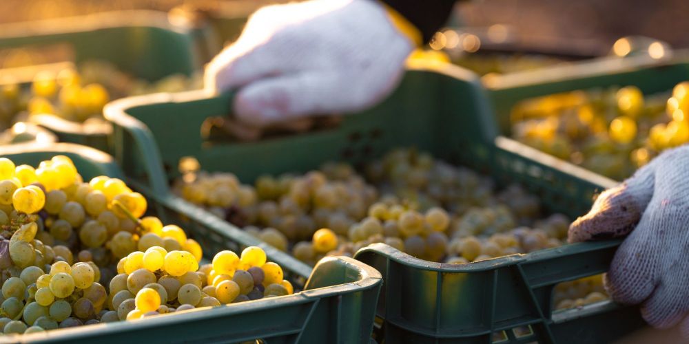 10 Names to Know in Galician Wine